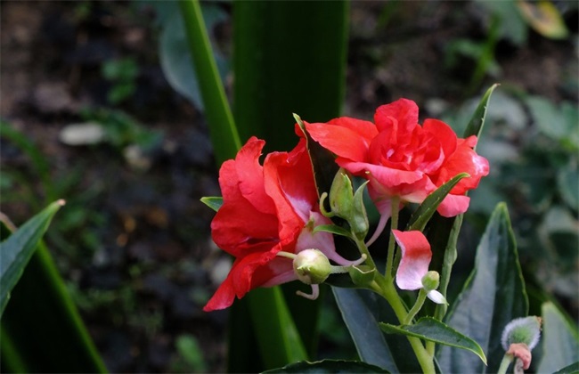 凤仙花夏季养护方法和管理技巧