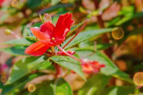 凤仙花夏季养护方法和管理技巧