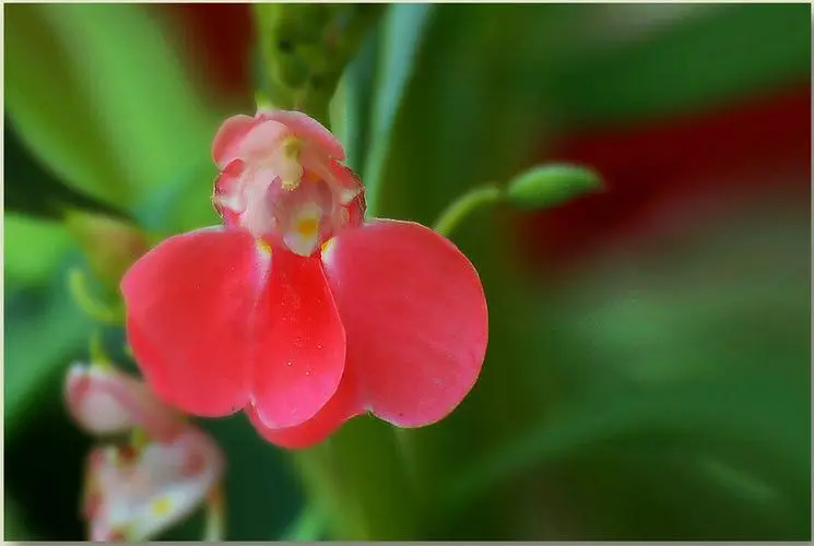 凤仙花夏季养护方法和管理技巧