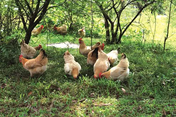 <b>土鸡野外放养养殖方法和管理注意事项</b>