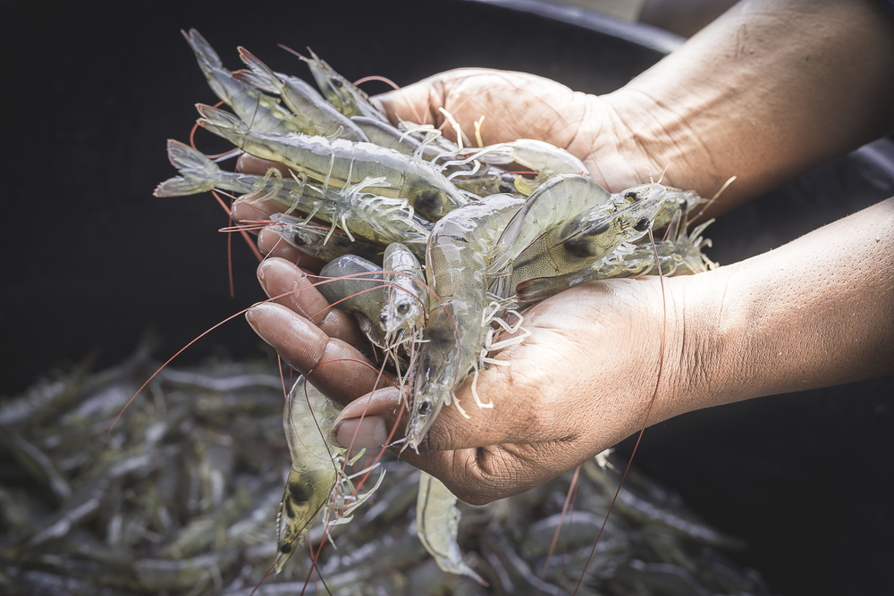 对虾养殖中乳酸菌的作用和使用技术方法