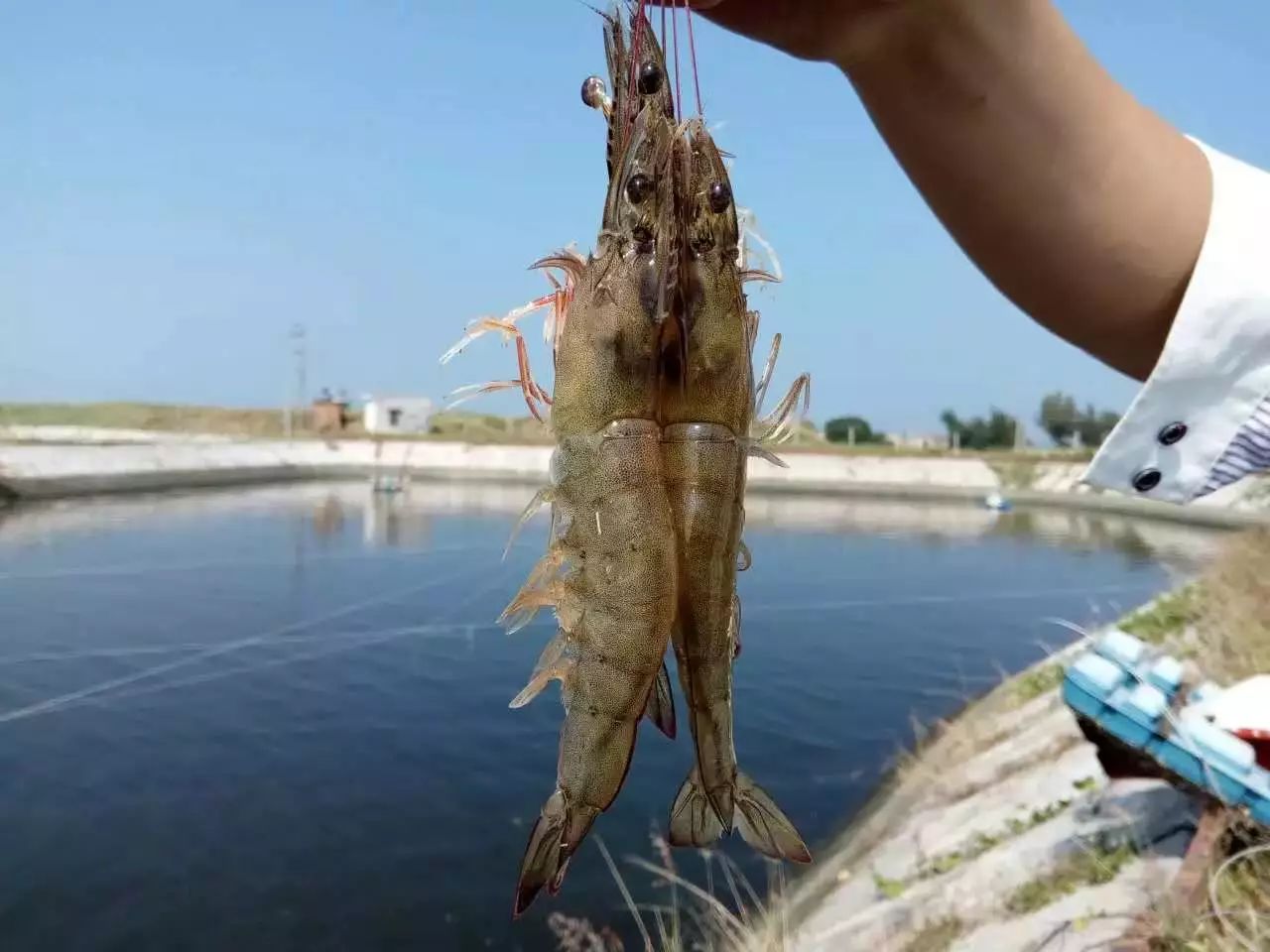 对虾养殖中乳酸菌的作用和使用技术方法