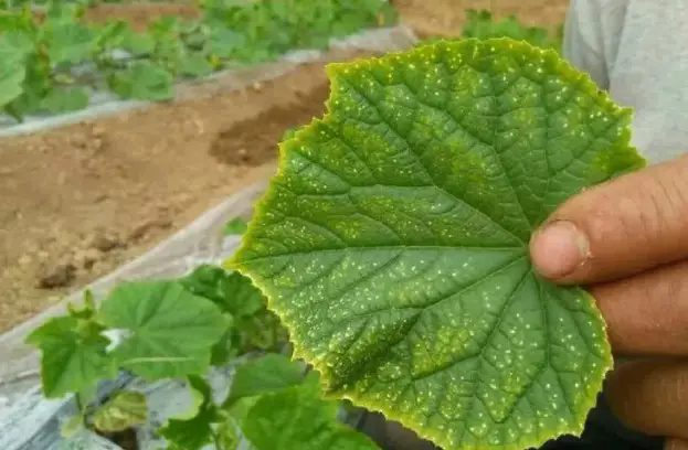 蔬菜种植时频繁出现干边现象什么原因及预防解决办法