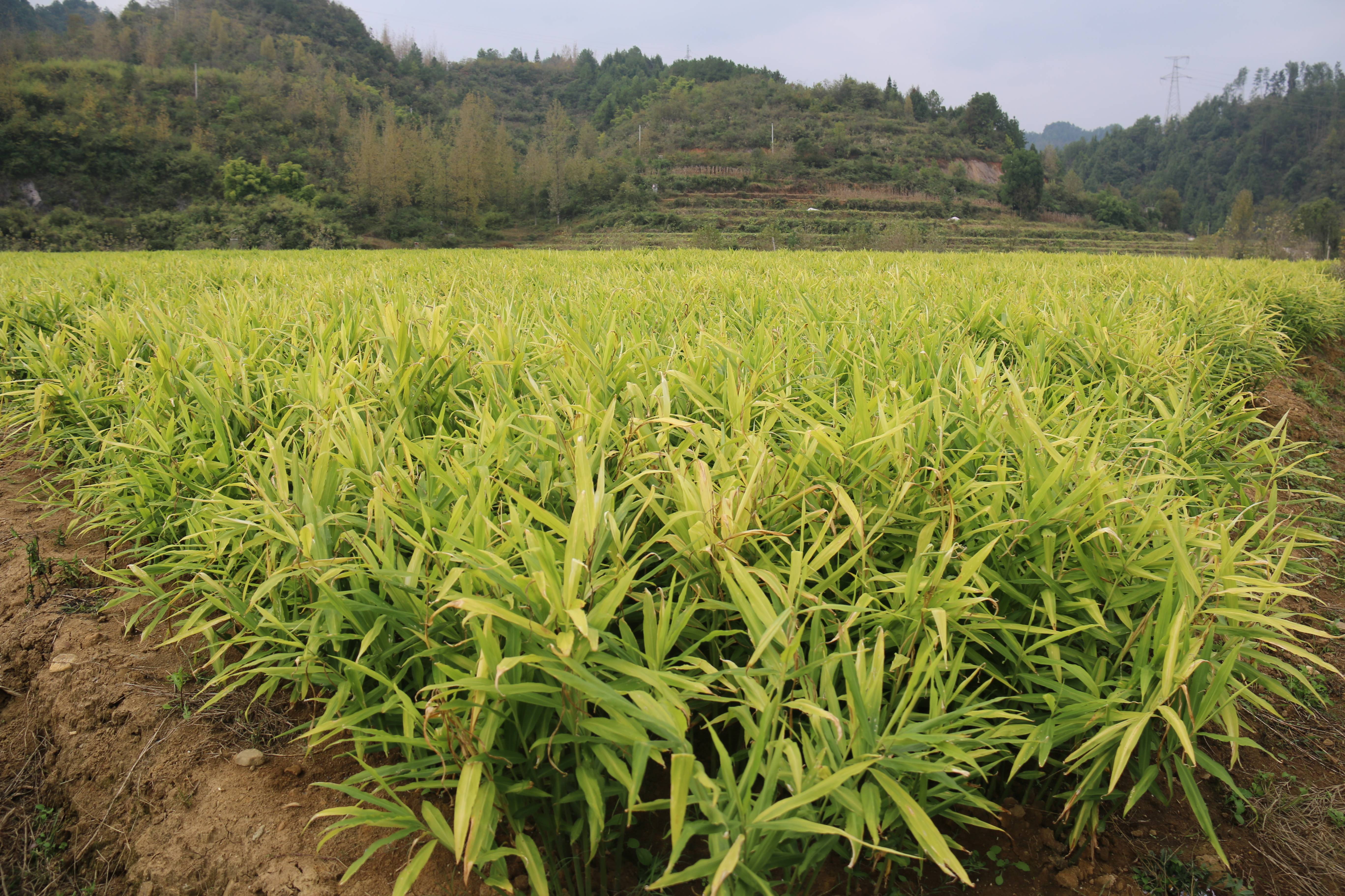 生姜种植技术方法和日常管理注意事项