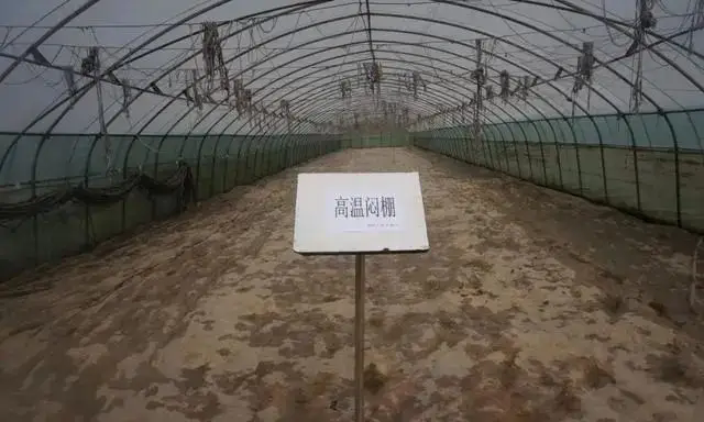 <strong>大棚种植最新高温闷棚方法技术规范标准</strong>