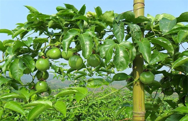 种植百香果换苗周期为什么是三年