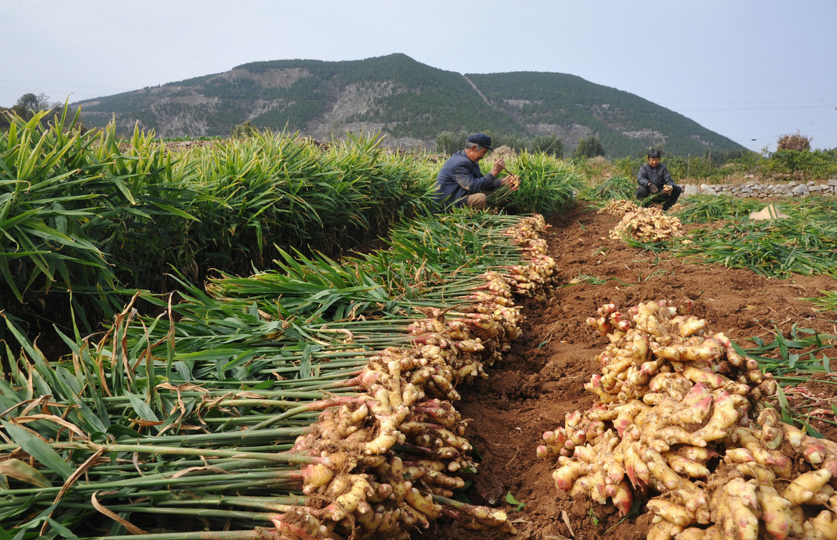 生姜种植一亩地植株颗数标准及高产栽培技术