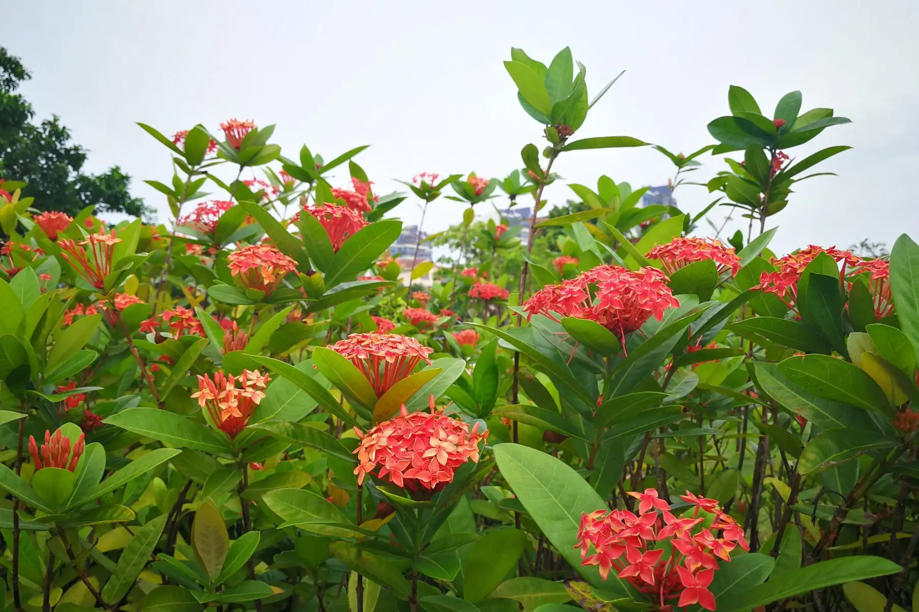 龙船花开,好运自来-龙船花的花语和寓意象征