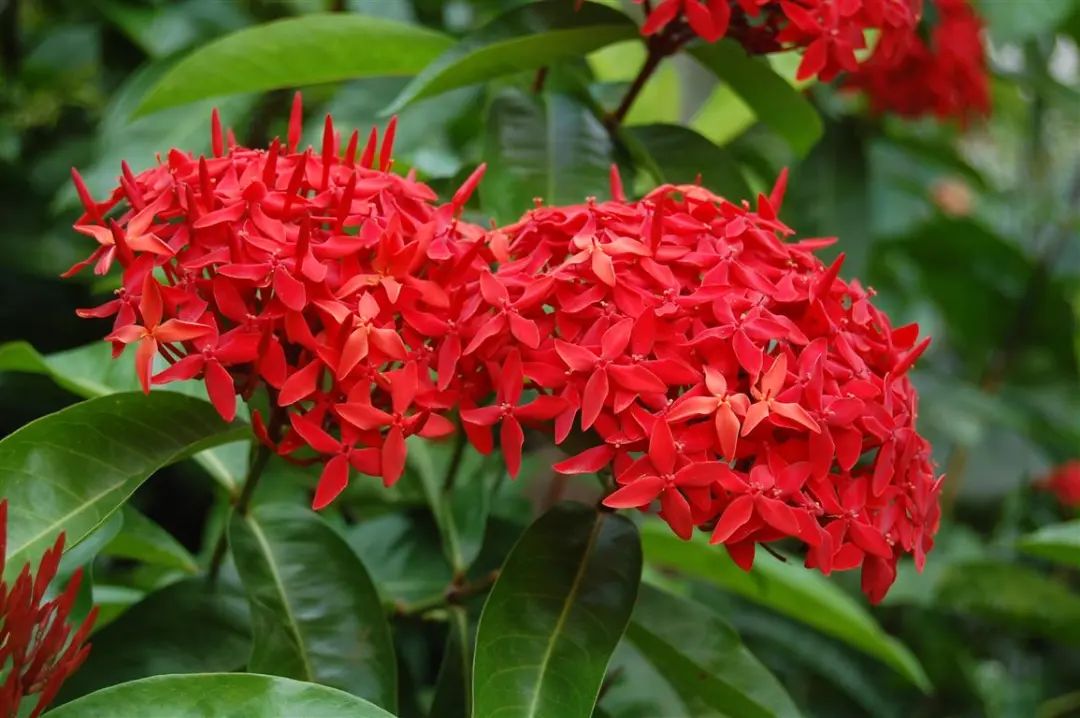 龙船花开,好运自来-龙船花的花语和寓意象征