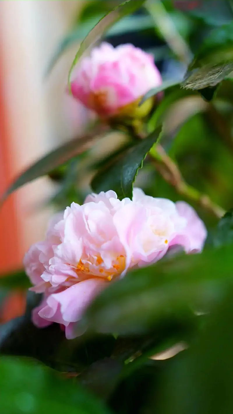 茶花的花语和寓意及茶花盆栽栽培方法