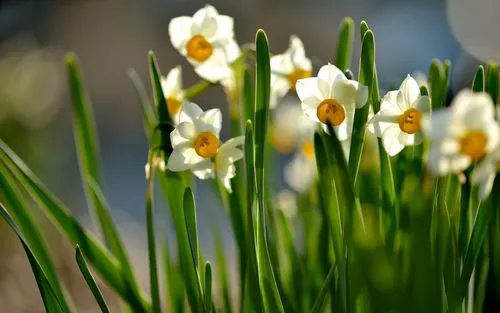 水仙花的花语寓意和唯美诗句欣赏