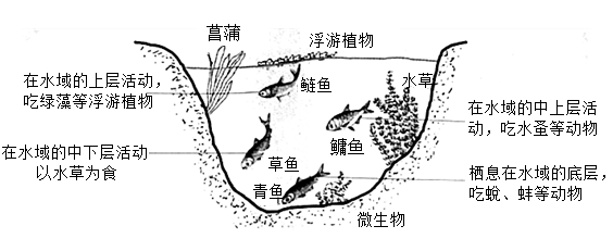 渔业养殖混养模式搭配方法与注意事项