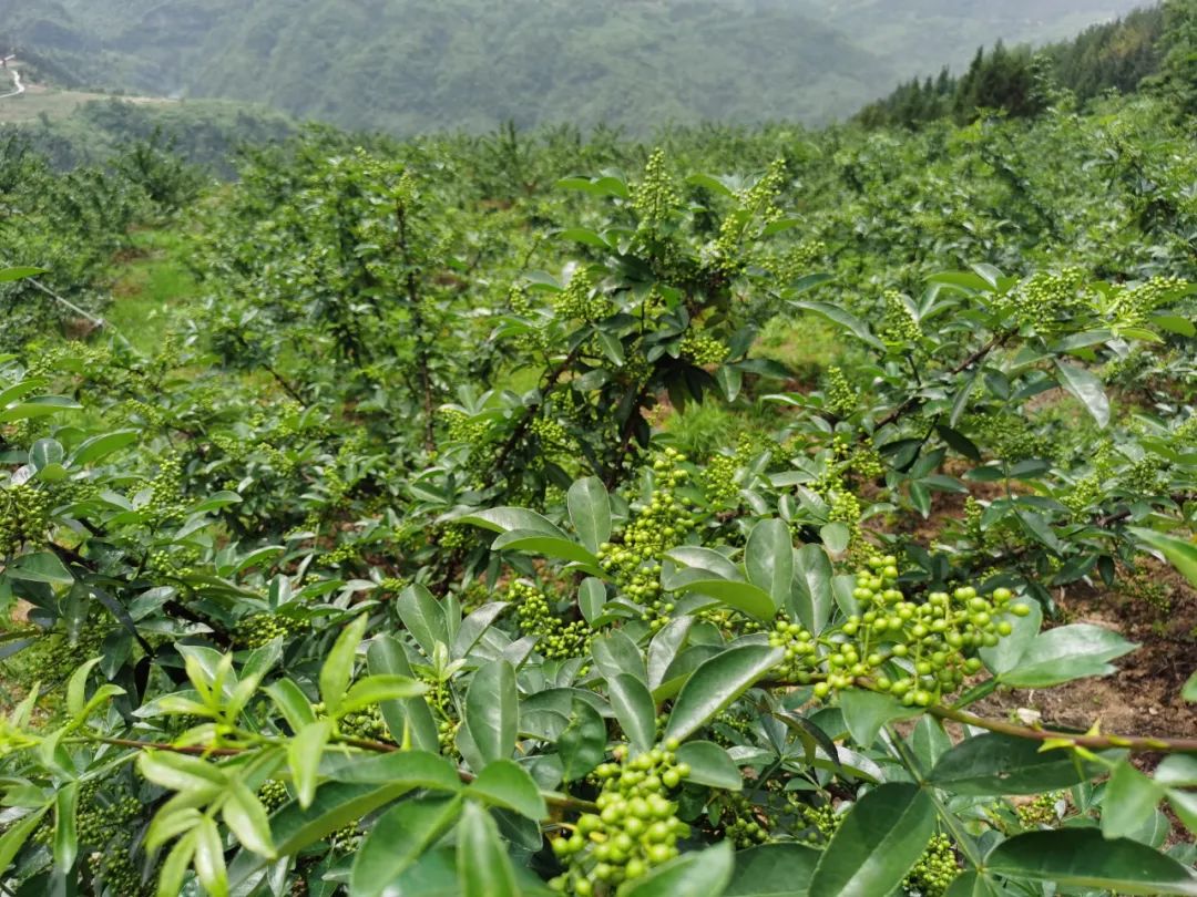 花椒树种植条件和养护管理技术方法