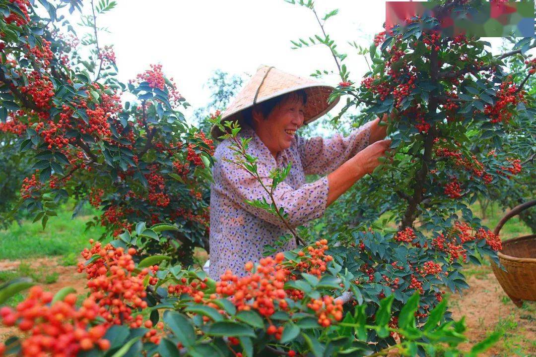 花椒树种植条件和养护管理技术方法