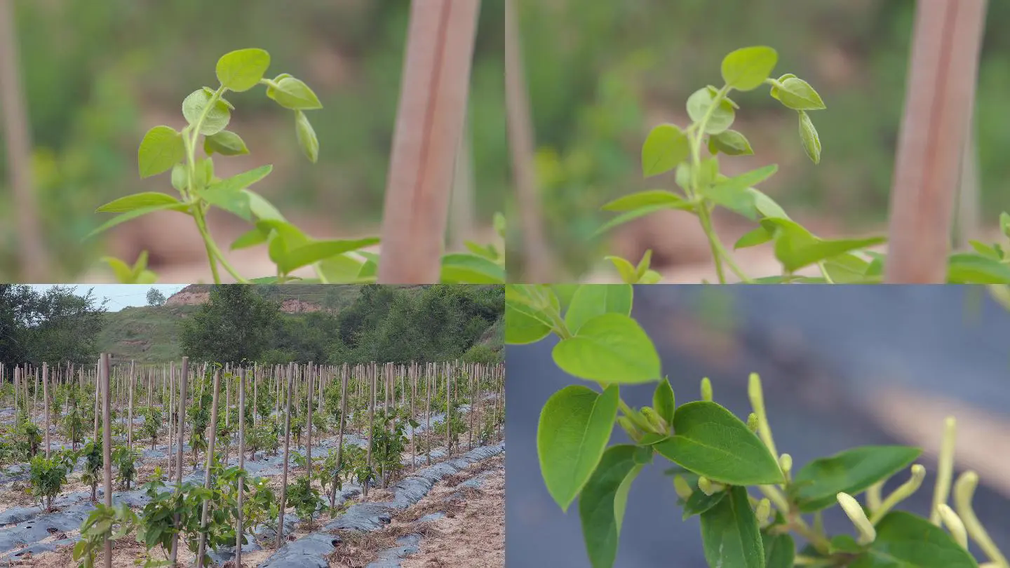 金银花的种植方法及田间管理技术事项