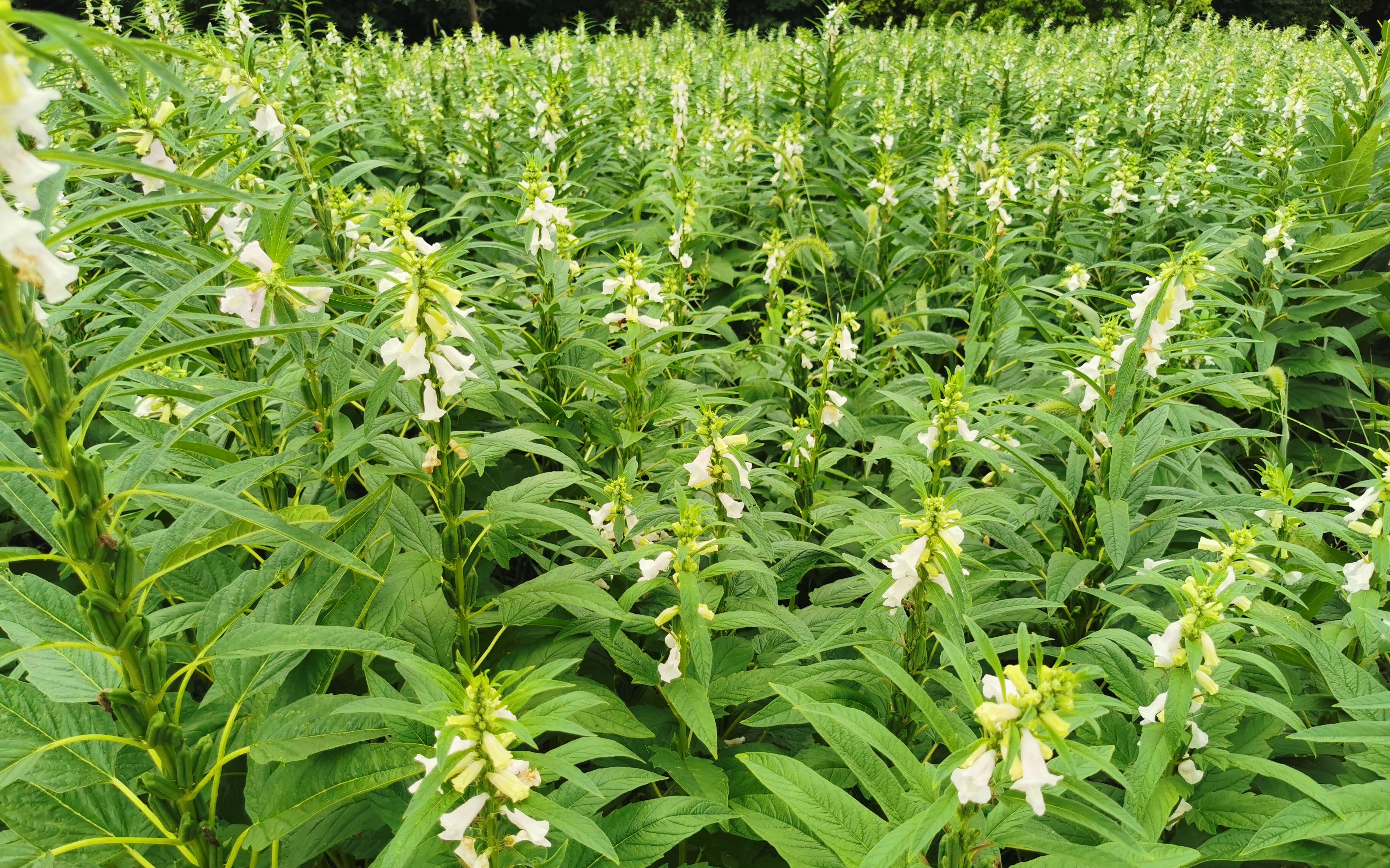 芝麻种植需要什么条件及芝麻种植技术方法介绍