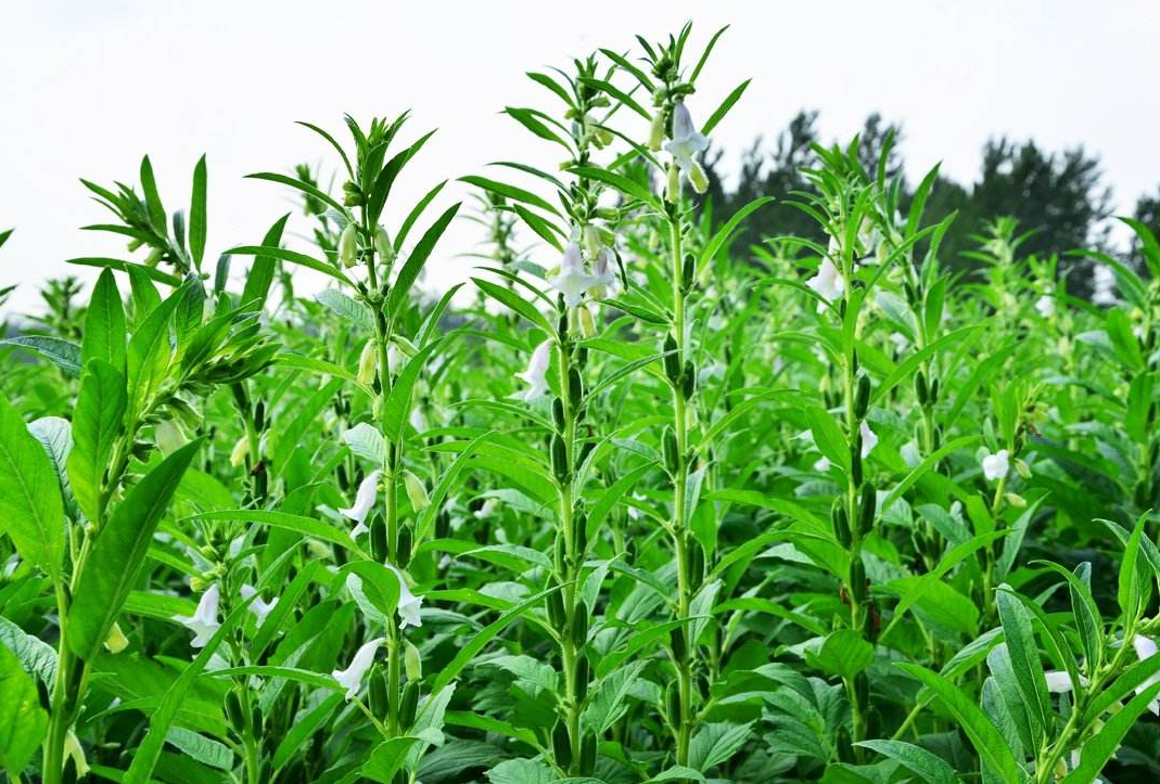 芝麻种植需要什么条件及芝麻种植技术方法介绍