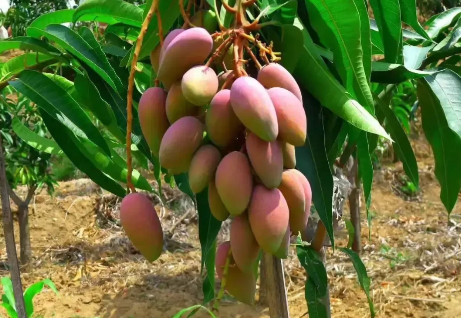 芒果种植气候条件要求和日常管理要点有哪些