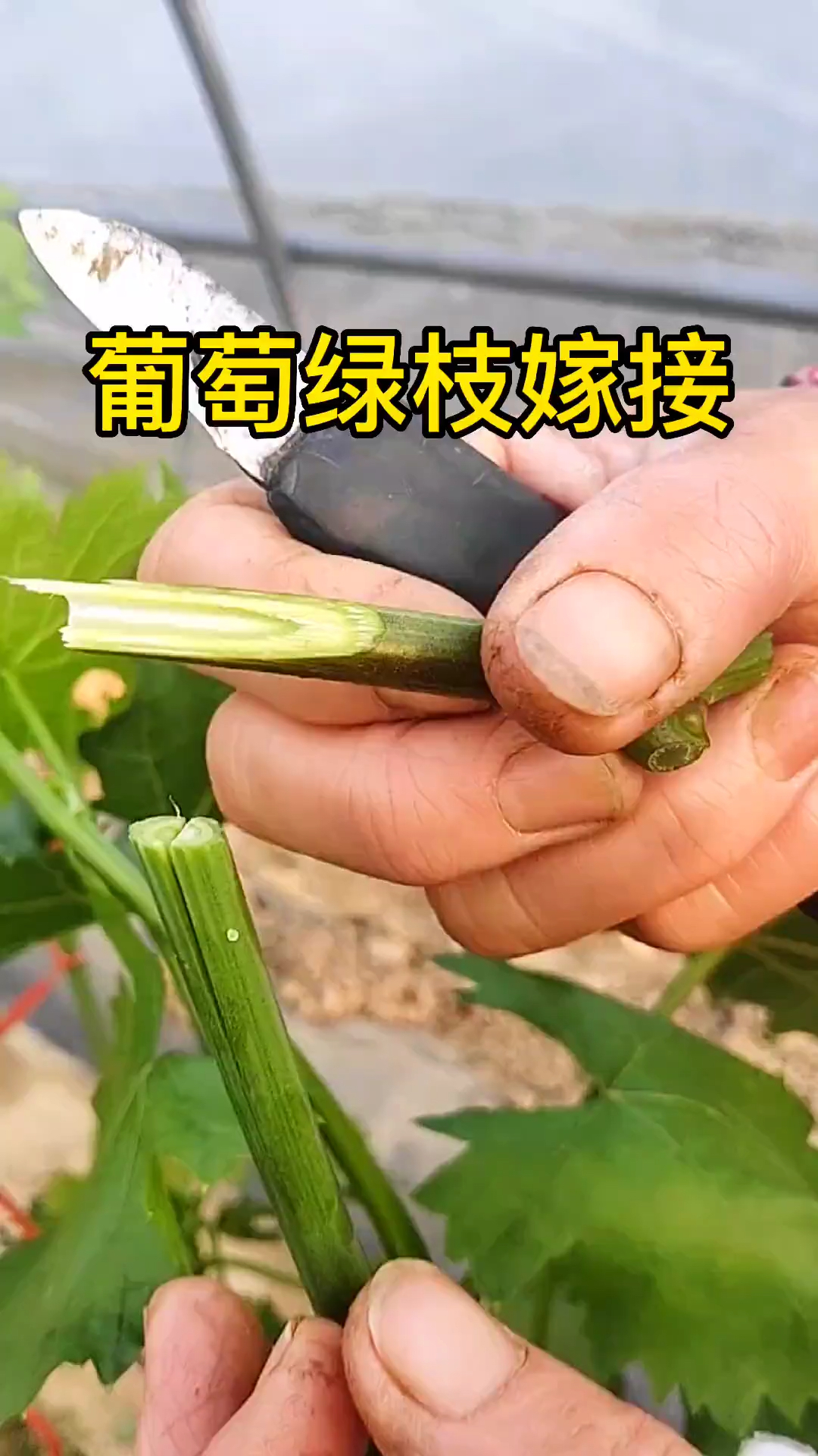 葡萄最佳嫁接时间是几月及葡萄嫁接方法技巧有哪些