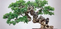 榕树盆栽的养殖方法和盆景造型艺术技巧