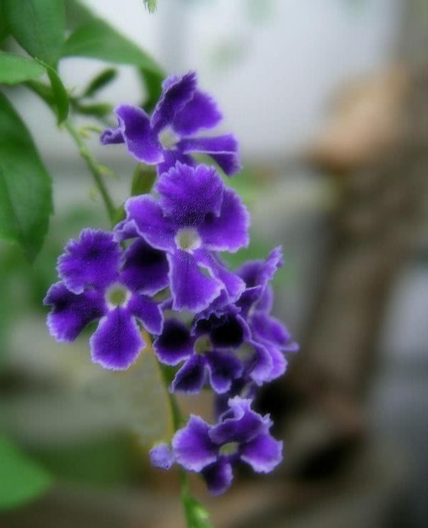 百合花仙客来紫罗兰蔷薇花芙蓉花芍药花彼岸花菊花荷花桂花樱花梅花花语是什