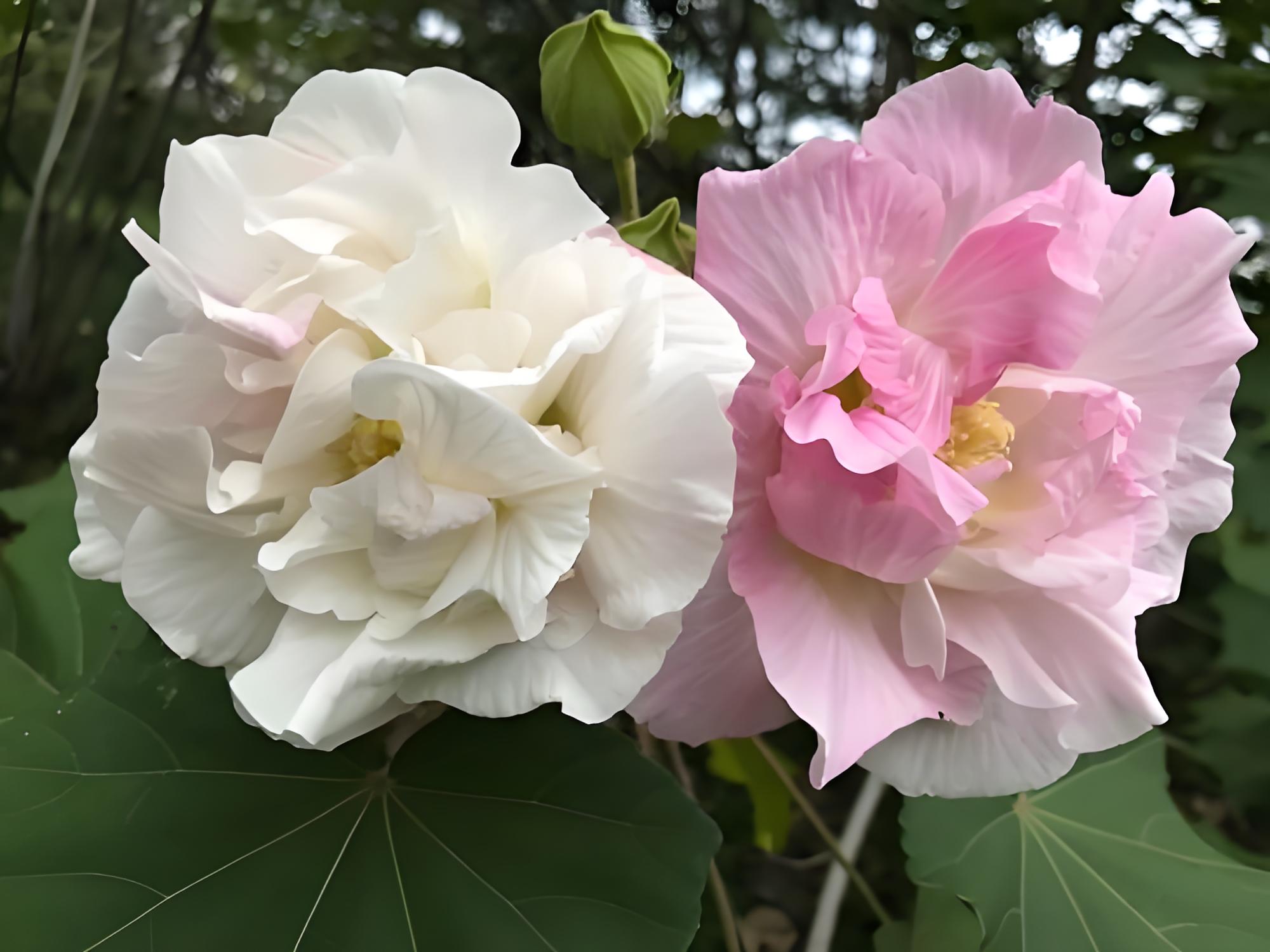 百合花仙客来紫罗兰蔷薇花芙蓉花芍药花彼岸花菊花荷花桂花樱花梅花花语是什