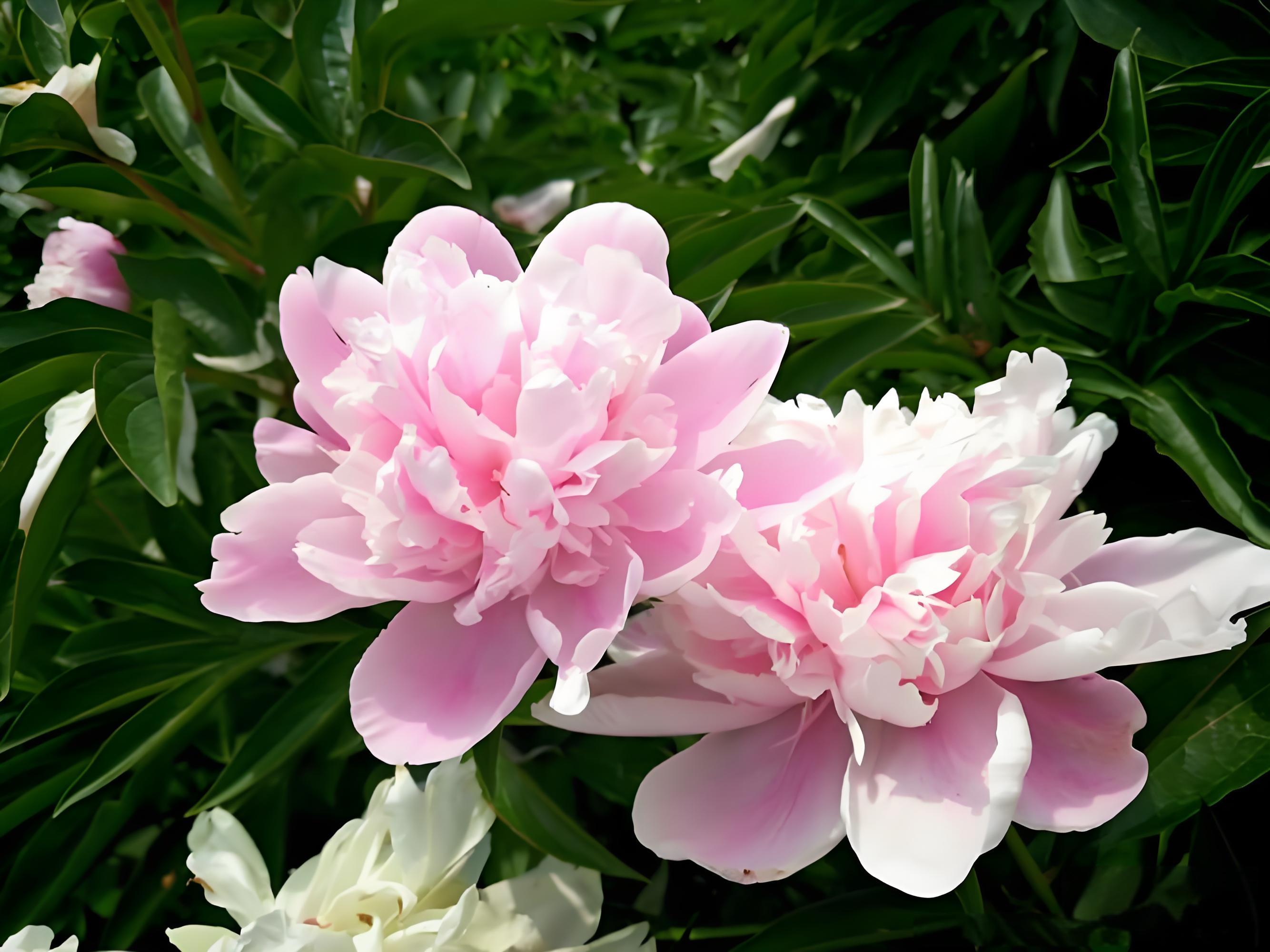 百合花仙客来紫罗兰蔷薇花芙蓉花芍药花彼岸花菊花荷花桂花樱花梅花花语是什