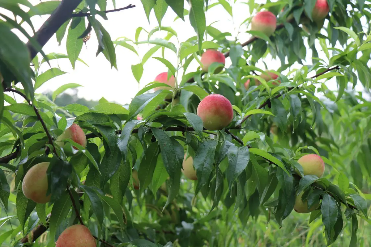 水蜜桃种植秘籍：揭秘最佳种植条件与区域