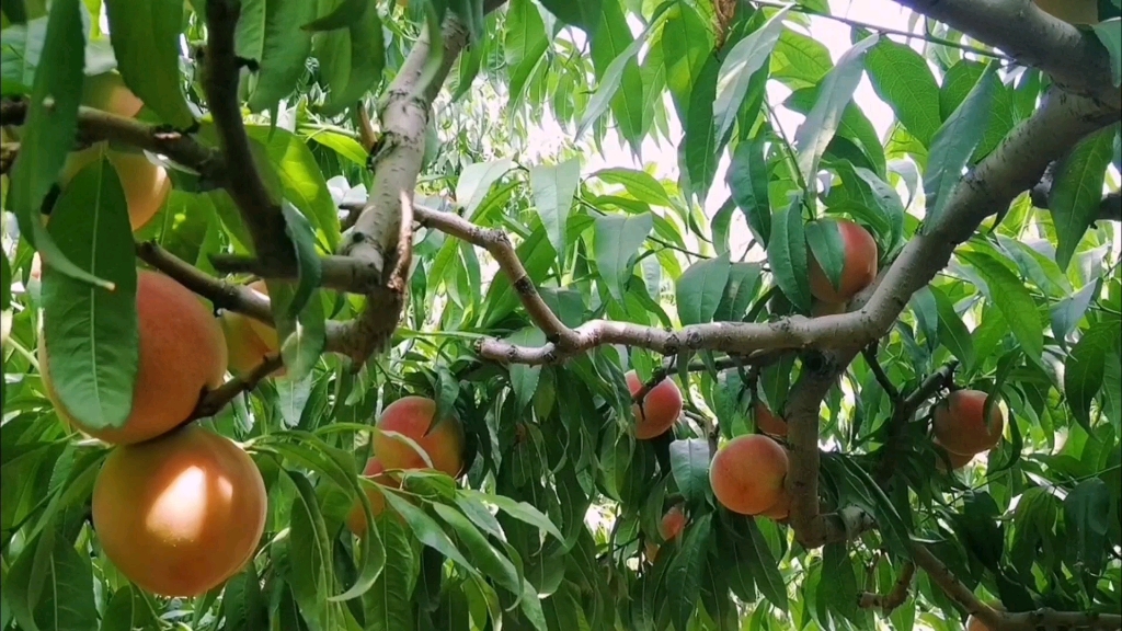 水蜜桃种植秘籍：揭秘最佳种植条件与区域