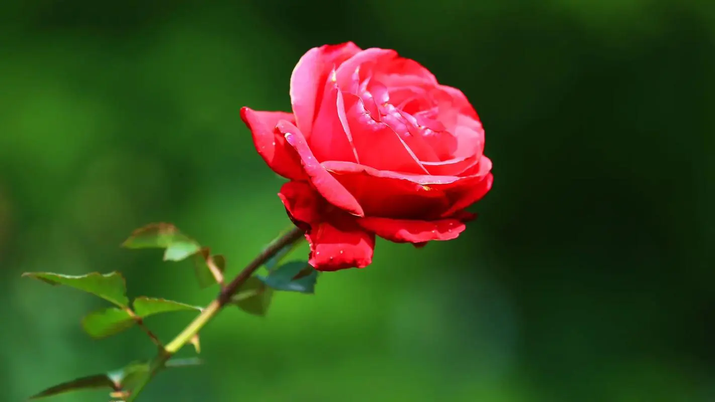 <b>玫瑰花与月季花对比：美丽花朵背后的差异</b>
