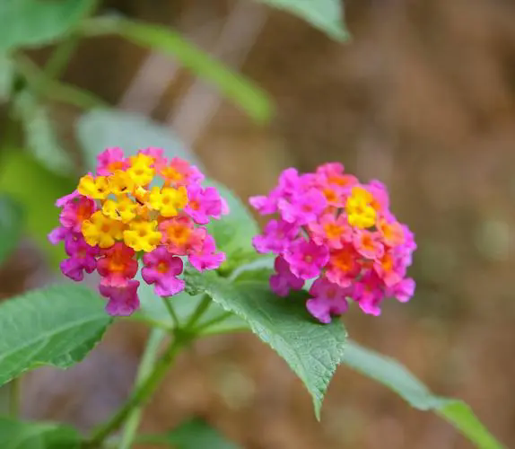 五色梅一年花开几度？