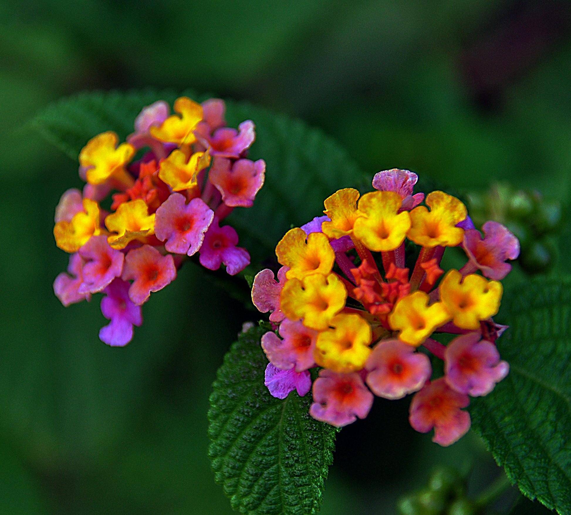 五色梅一年花开几度？