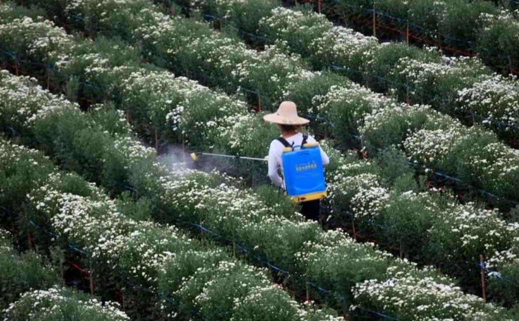 揭秘植物叶片吸收肥料之谜，叶片科学喷肥的艺术