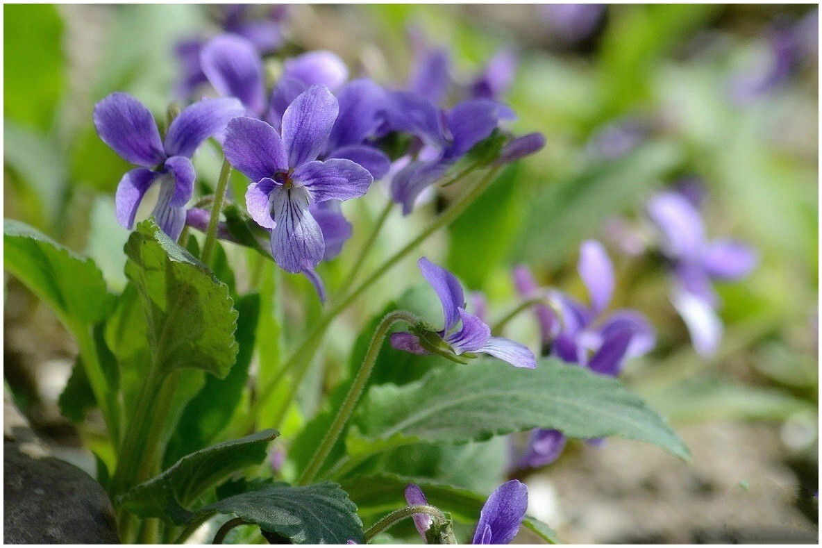 <b>紫花地丁科属归属与药用价值，小野花，大功效！</b>