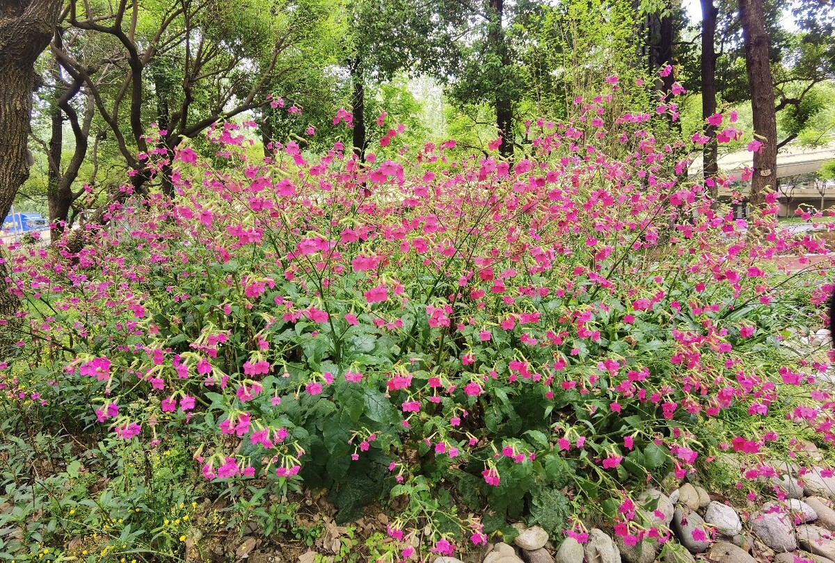 花烟草与烟草同名不同命，它的开花日期又是什么时候？