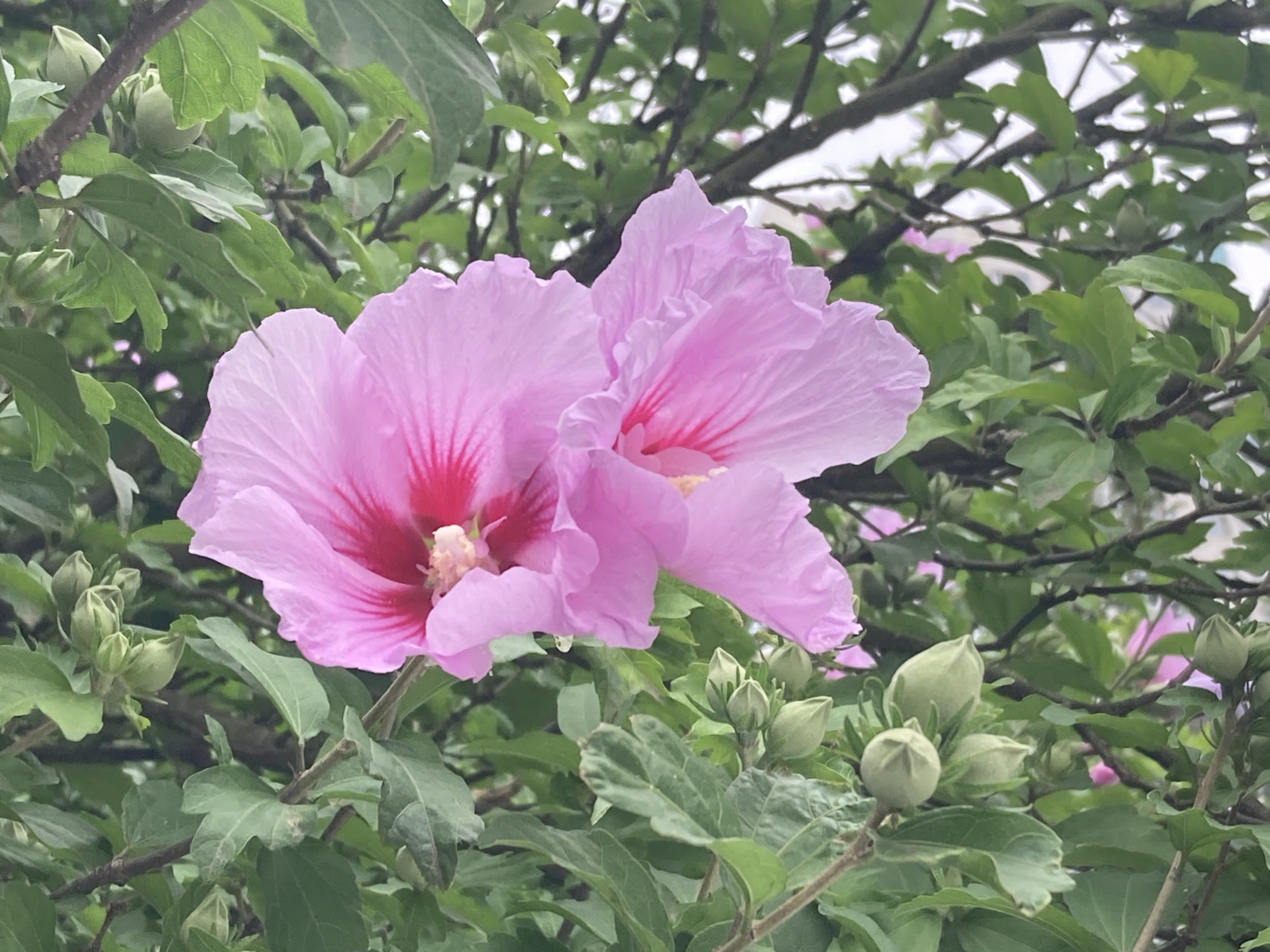 木槿花-夏日绚烂之花与花期食用价值！