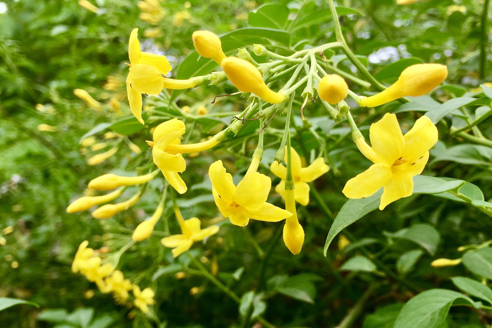 春日使者探春花与迎春花区别与养护指南！