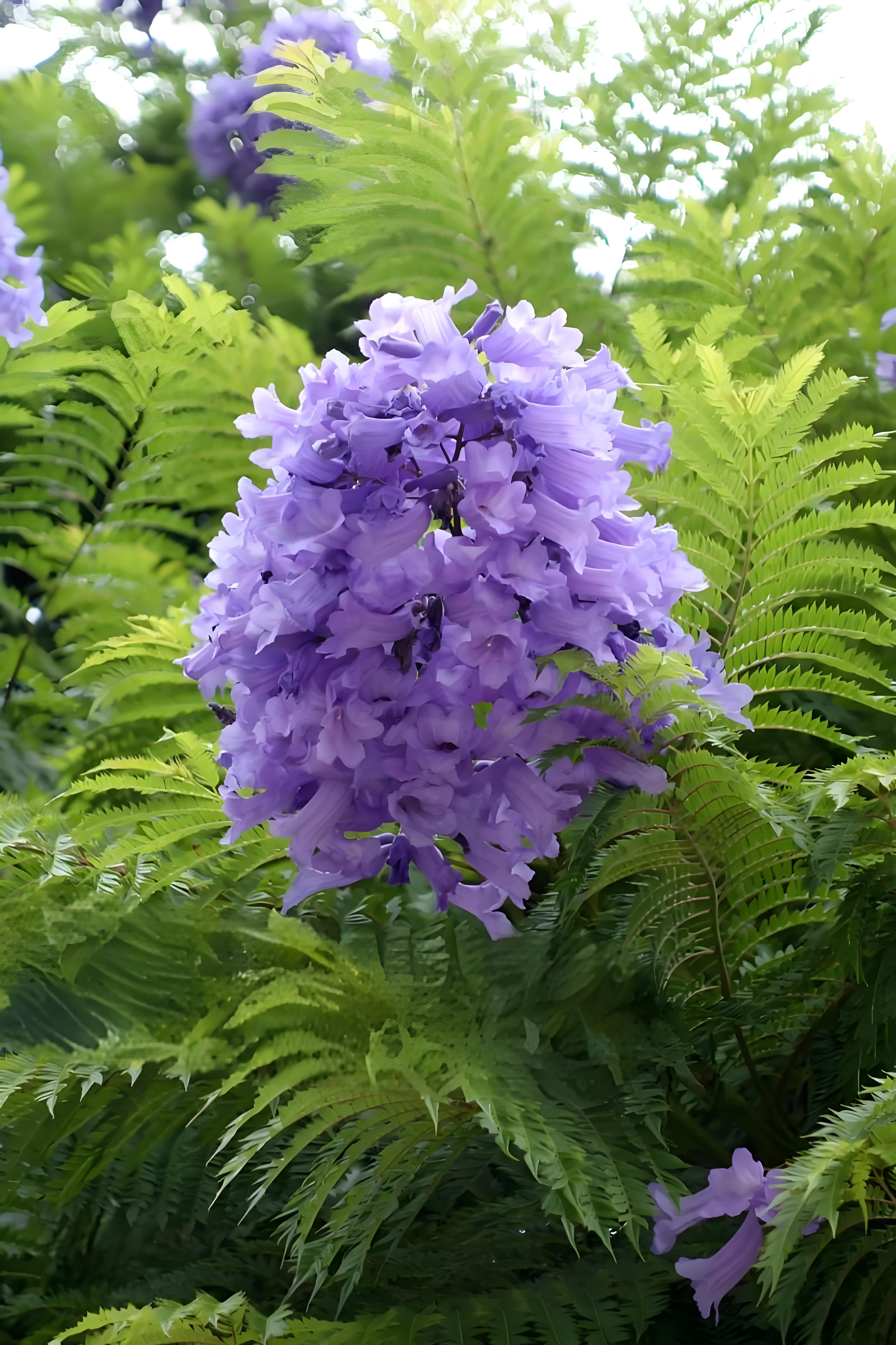 蓝花楹种植过程中的关键注意事项