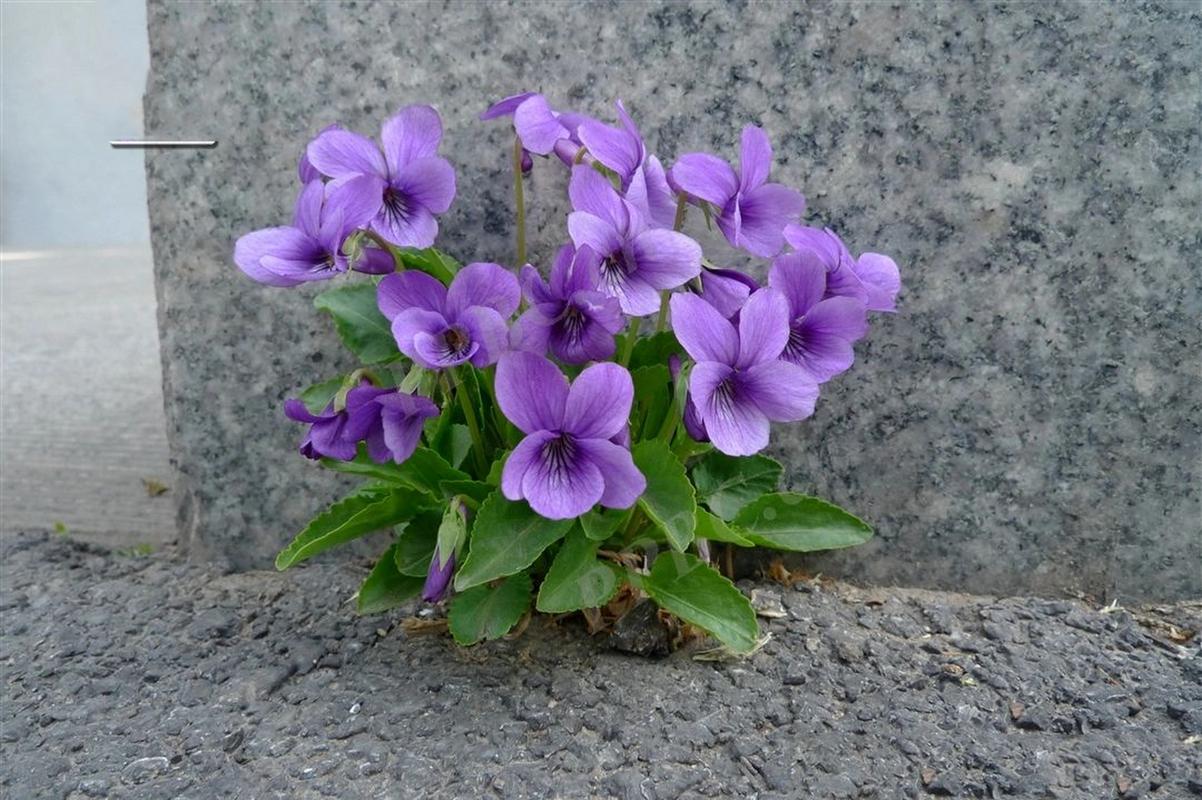 紫花地丁种植过程中的关键注意事项