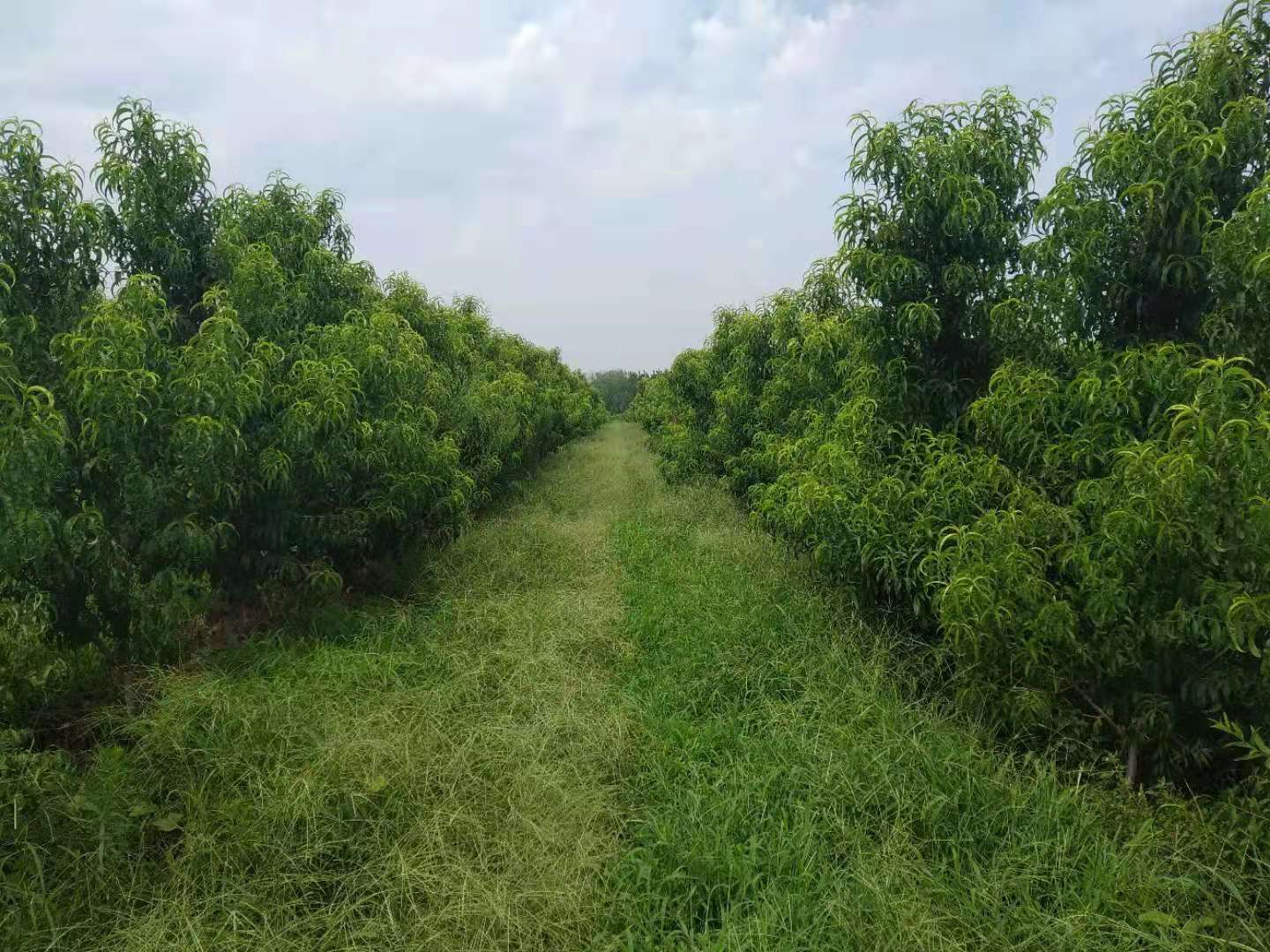 <strong>果园种植生态革命！果园生草种植法解锁土壤活力密码</strong>