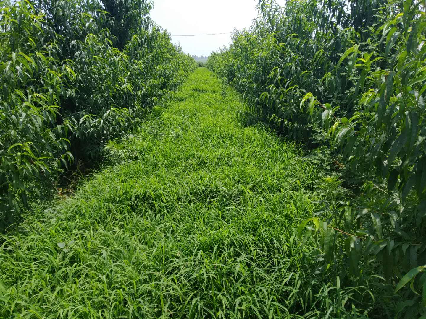 果园种植生态革命！果园生草种植法解锁土壤活力密码