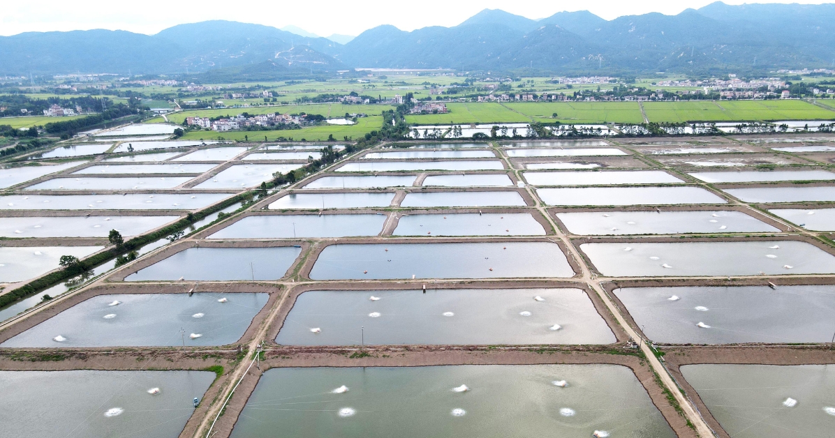 <strong>鳗鱼养殖技术与管理：从新手到高手的必修课！</strong>