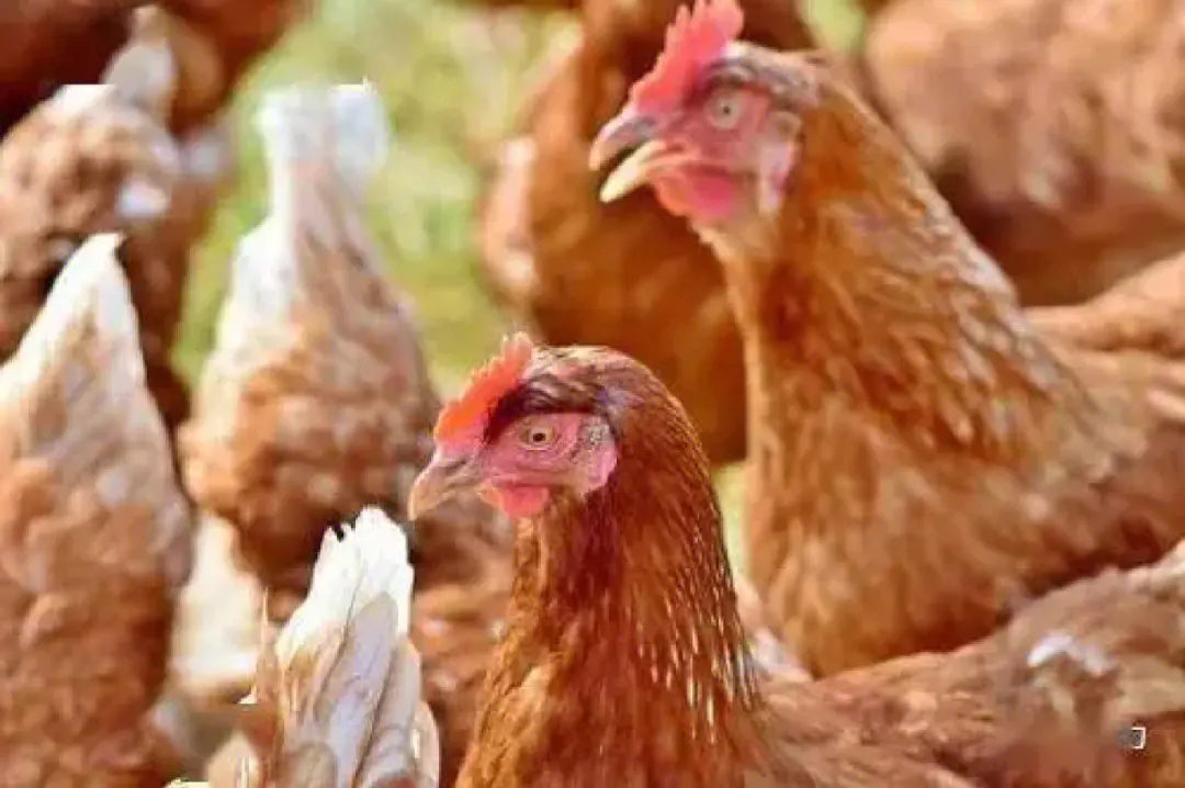 <b>夏季养鸡难题破解：热应激症状与防控措施</b>