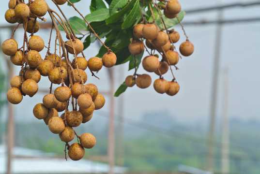 <strong>水果侦探，桂圆与龙眼身份揭秘笔记</strong>