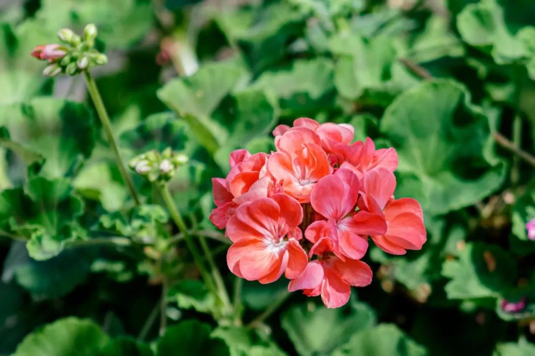 天竺葵安全无毒，室内花卉养殖的芳香之选