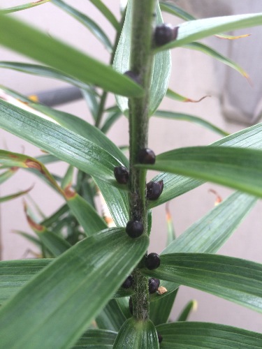 百合花杆上的小球，见证生命的循环与再生！