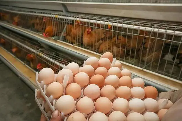 <b>蛋鸡养殖必读，产蛋率低下的原因及对策，助你重回产蛋高峰！</b>