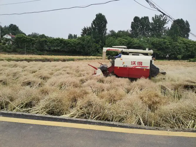 油菜收获机效率低，是机械故障还是操作不当？