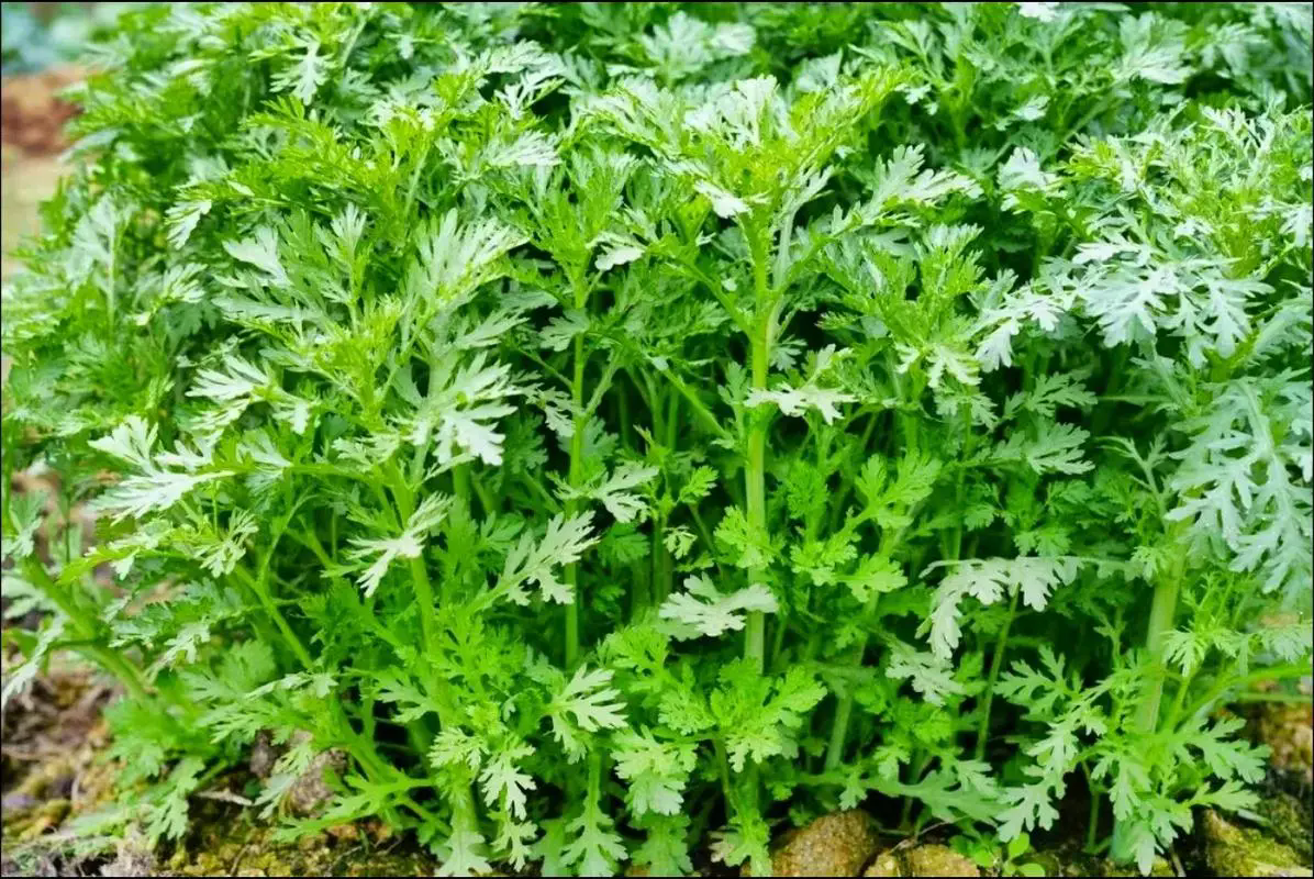 掌握茼蒿的种植季节与方法，让餐桌添一抹清新绿意