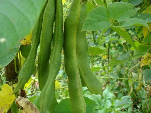 从田野到餐桌的芸豆，探索芸豆的多彩世界与健康价值！